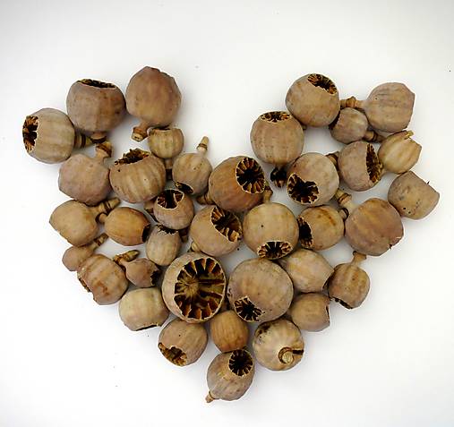 Suroviny - Hlavičky makovice zrezané mix 50ks - 11858120_