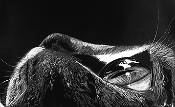 Kresby - Kresba - Portrét na čierny papier - Mačka - 11888580_