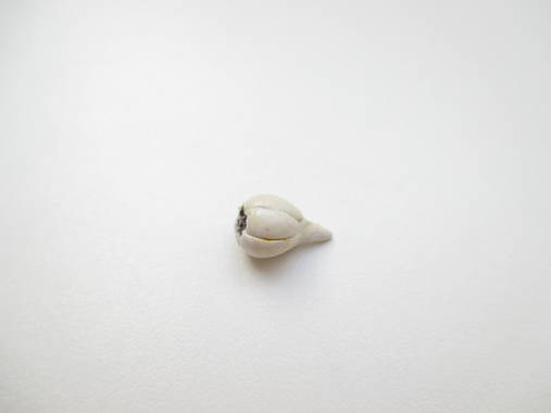 Hračky - Mini zelenina po kúskoch ♡ (Cesnak) - 11906551_