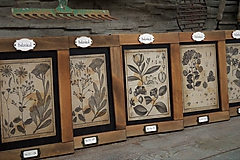 Tabuľky - Botanický obrázok zo starého kabinetu (č.6 a 7) - 11934283_