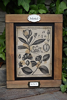 Tabuľky - Botanický obrázok zo starého kabinetu (č.5) - 11934263_