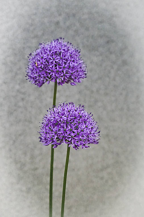 Fotografie - Guľové súkvetie - 11972872_