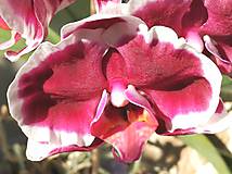 Fotografie - Fotografia "Orchidea" III. - 12054483_