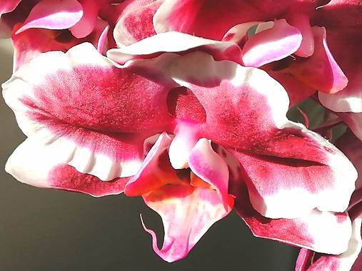Fotografia "Orchidea" II.
