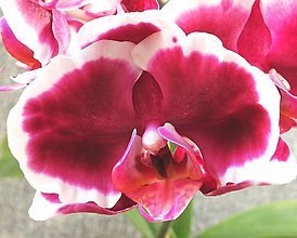 Fotografie - Fotografia "Orchidea" - 12054463_