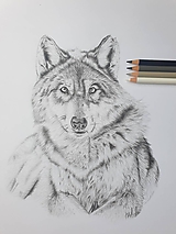 Kresba-Vlk originál
