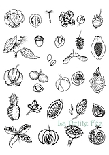 Kresby - Botanické ilustrácie plodov - reprodukcia - 12065432_