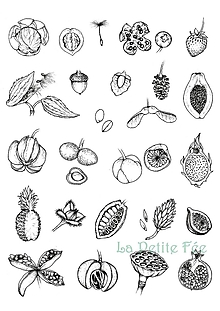 Kresby - Botanické ilustrácie plodov - reprodukcia - 12065432_