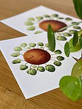 Grafika - Hello plantshine! - Print | Botanická ilustrácia - 12067694_
