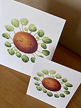 Grafika - Hello plantshine! - Print | Botanická ilustrácia - 12067701_
