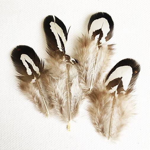 bažantie perie bielo-hnedé (5 ks)