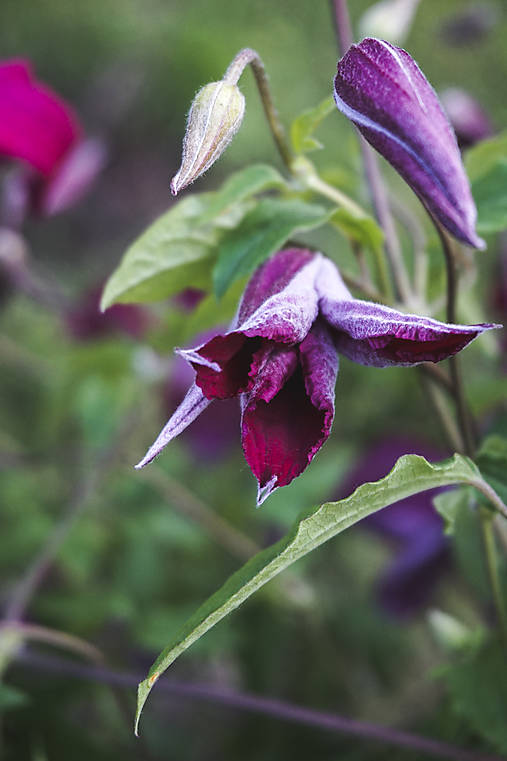 Fotografie - Púčik - 12077474_