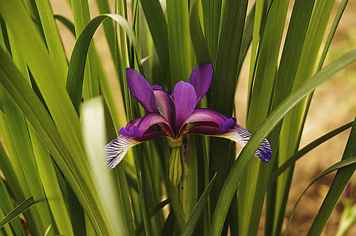 Fotografie - Iris - 12077518_