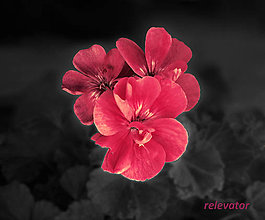 Fotografie - Mimozemské kvety ((ne)malinové) - 12090796_