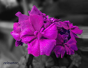 Fotografie - Kvety s príchuťou pre oči (čučoriedkové) - 12090803_
