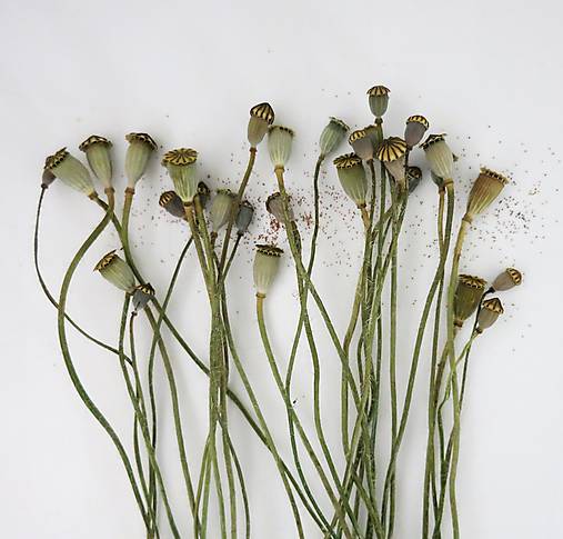 Suroviny - Makovičky divého maku na stonke - mix 50 ks - 12155681_