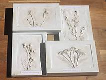 Obrazy - Botanický herbár liečivých bylín - 12323352_