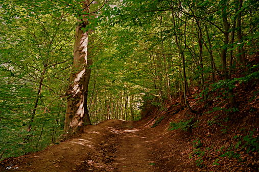 Fotografie - Lesom - 12439753_