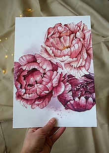 Obrazy - Pivónie - Akvarel (ArtPrint) - 12506955_