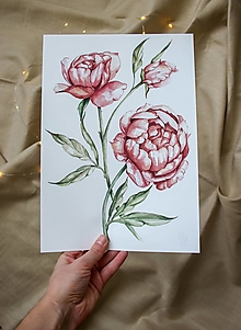 Obrazy - Pivónie-botanická ilustrácia (ArtPrint) - 12506983_