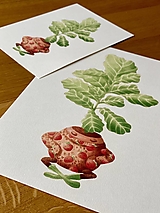 Fikus vo svetríku - Print | Botanická ilustrácia
