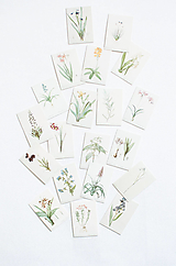 Papier - Set mini kariet botanical - 12561903_
