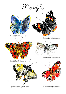 Kresby - Plagát Motýle formát A4 - 12646234_