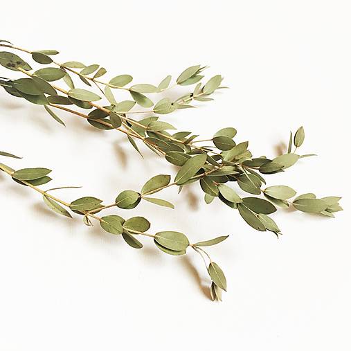 eukalyptus "parvifolia"