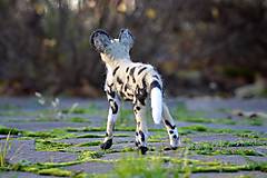 Dekorácie - Pes hyenový - 12665913_