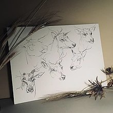 Kresby - kresba - štúdie jeleních hláv - 12711679_