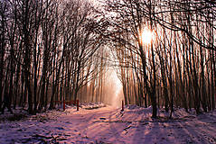 Fotografie - zimný les - 12743094_