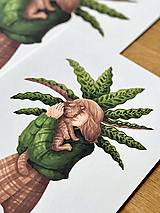 Kalatea a klbko šťastia - Print | Botanická ilustrácia