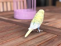 Dekorácie - Andulka - papagájec vlnkovaný, podľa zadania - 12801160_
