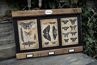 Tabuľky - Entomologický obrázok zo starého kabinetu II. - 12805555_