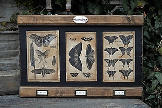 Tabuľky - Entomologický obrázok zo starého kabinetu II. (motýle) - 12805562_