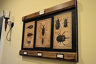 Tabuľky - Entomologický obrázok zo starého kabinetu II. (chrobáky) - 12805564_