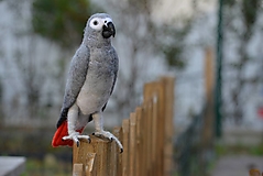 Dekorácie - Papagáj sivý žako - 12807974_