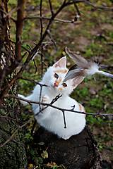 Fotografie - Mačiatka  ... - 12831355_