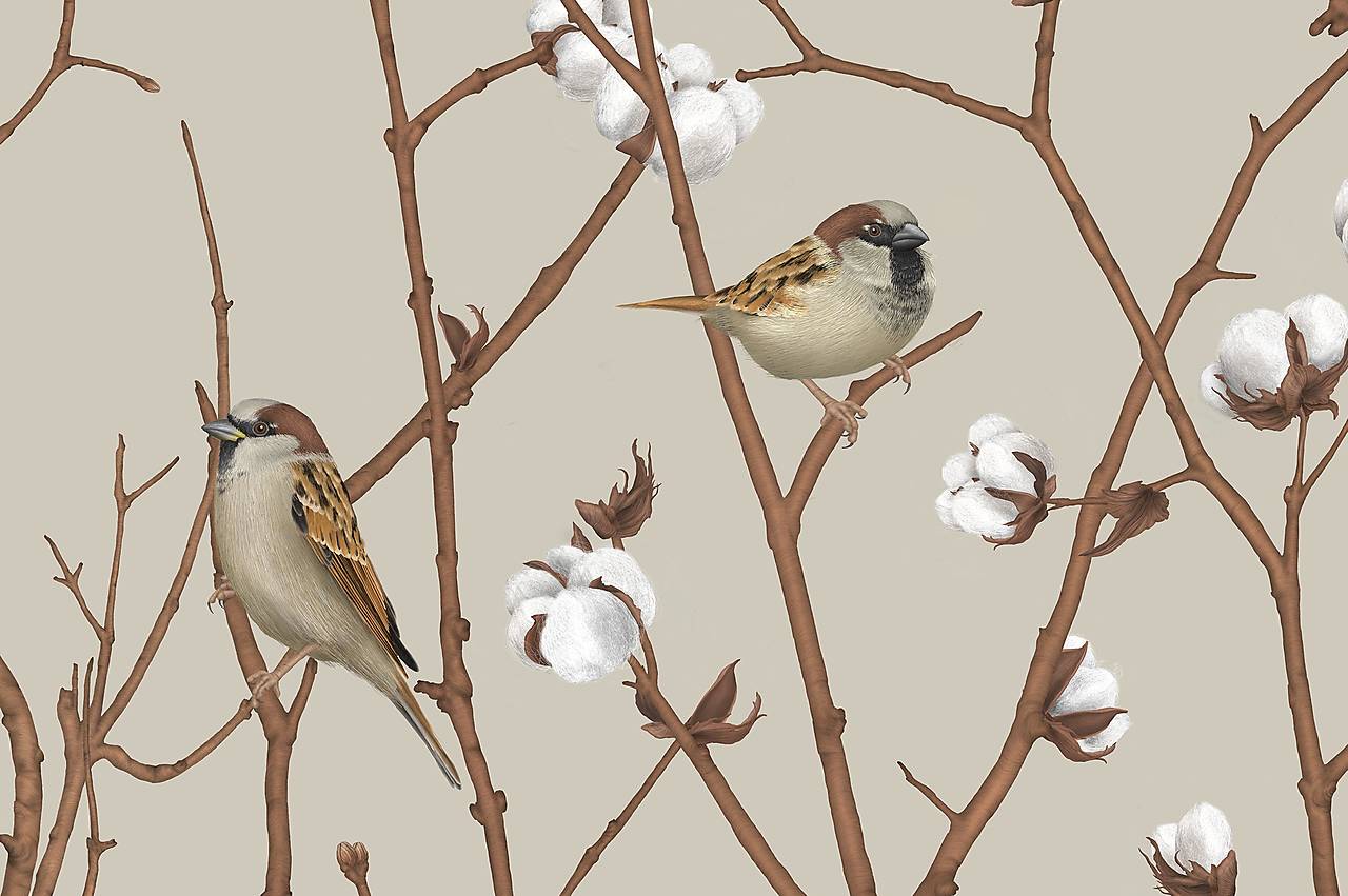 SPARROW ON COTTON PLANT