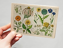 Papier - Pohľadnica "Atlas k botanice, 1868" - 12936681_