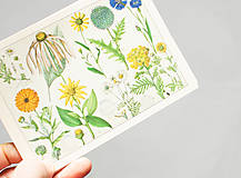 Papier - Pohľadnica "Atlas k botanice, 1868" - 12936682_