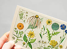 Papier - Pohľadnica "Atlas k botanice, 1868" - 12936683_