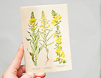 Papier - Pohľadnica "Botanický atlas, list 71" - 12936707_