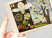 Papier - Pohľadnica "Príroda v obrazoch- čerešňa" - 12936756_