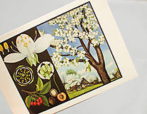 Papier - Pohľadnica "Príroda v obrazoch- čerešňa" - 12936757_