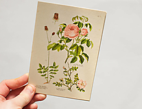 Papier - Pohľadnica "Atlas, botanický list 32" - 12936870_
