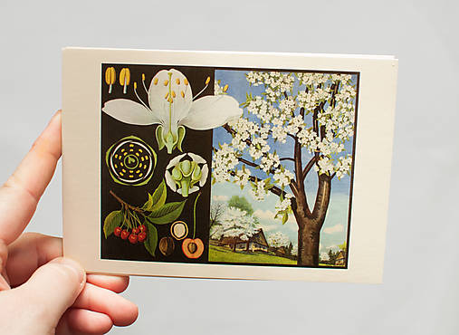 Pohľadnica "Príroda v obrazoch- čerešňa"