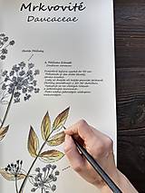 Obrazy - Botanický plagát - čelaď mrkvovité (Béžová) - 12942312_