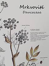 Obrazy - Botanický plagát - čelaď mrkvovité - 12942787_