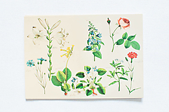 Pohľadnica "Botanický atlas, list 81 a 82"
